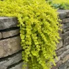 Creeping Jenny Live Plant - Moneywort Groundcover - Hardy Perennial - Image 1