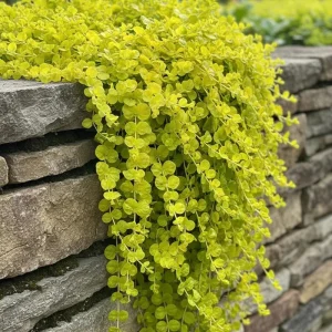 Creeping Jenny Live Plant - Moneywort Groundcover - Hardy Perennial - Image 1