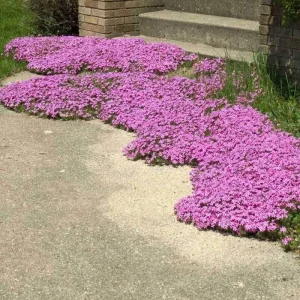 Creeping Phlox Live Plant – Drummond's Pink Ground Cover Flowers – USDA Zones 3-9 - Image 1