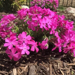 Creeping Phlox Live Plant – Drummond's Pink Ground Cover Flowers – USDA Zones 3-9 - Image 3