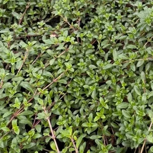 Creeping Thyme Live Plant – Low Growing Ground Cover Herb – 4 inch Diameter - Image 2