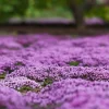 Creeping Thyme Live Plant – Low Growing Ground Cover Herb – 4 inch Diameter - Image 1