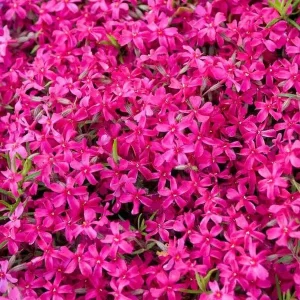 Crimson Beauty Creeping Phlox Live Plant – Vibrant Red Groundcover – USDA Zones 3-9 - Image 3