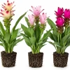 Curcuma Ginger Live Plants, Set of 3, 4-8 Inch, Tropical Home Garden - Image 1
