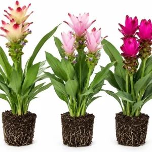 Curcuma Ginger Live Plants, Set of 3, 4-8 Inch, Tropical Home Garden - Image 1