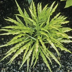 Curly Fries Hosta Live Plant – Unique Twisted Foliage – Rooted Starter Plant – 2.5x4 inch Pot – Outdoor Shade - Image 2