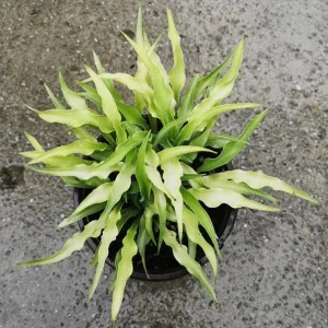 Curly Fries Hosta Live Plant – Unique Twisted Foliage – Rooted Starter Plant – 2.5x4 inch Pot – Outdoor Shade - Image 1