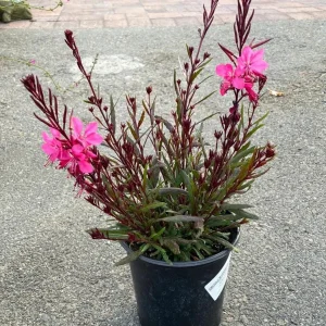 Dark Pink Gaura Live Plant – Graceful Butterfly-like Blooms – 18-36 inches Tall – Zones 5-9 Outdoor Perennial - Image 2