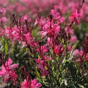 Dark Pink Gaura Live Plant – Graceful Butterfly-like Blooms – 18-36 inches Tall – Zones 5-9 Outdoor Perennial - Image 3
