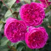 Deep Pink Rose Live Plant, Fragrant Perennial Bush, Bare Root, 4-6 Inch Tall, Outdoor - Image 1