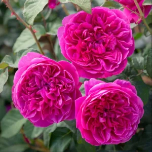 Deep Pink Rose Live Plant, Fragrant Perennial Bush, Bare Root, 4-6 Inch Tall, Outdoor - Image 1