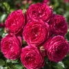 Deep Red Pink Rose Live Plant – Fragrant Perennial Bush, 4-6 Inch Tall, Outdoor - Image 1