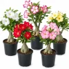 Desert Rose Live Plant Set - 3 Adenium Succulents, 4-7 Inch, Indoor/Outdoor - Image 1