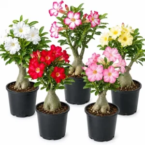 Desert Rose Live Plant Set - 3 Adenium Succulents, 4-7 Inch, Indoor/Outdoor - Image 1