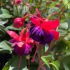 Dollar Princess Fuchsia Live Plant - Purple/Red Blooms, 7-11" Tall, Outdoor - Image 1