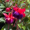 Dollar Princess Fuchsia Live Plant – Purple/Red Flowers – 7-11 inch – Outdoor - Image 1