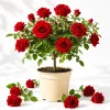 Don Juan Climbing Rose Live Plant, Red Fragrant Flower Bush, 4-6 Inch Tall - Image 1