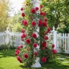 Don Juan Climbing Rose Plant - Fragrant Red Rose Bush, 4-6 Inch Tall Live Bare Root - Image 1