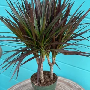 Dracaena Magenta Dragon Tree Live Plant - Indoor Houseplant - 2.5 inch Pot - Image 2