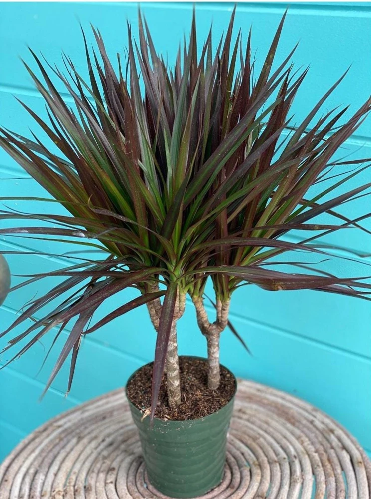 Dracaena Magenta Dragon Tree Live Plant - Indoor Houseplant - 2.5 inch Pot - Image 2