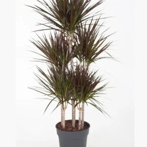 Dracaena Magenta Dragon Tree Live Plant - Indoor Houseplant - 2.5 inch Pot - Image 1