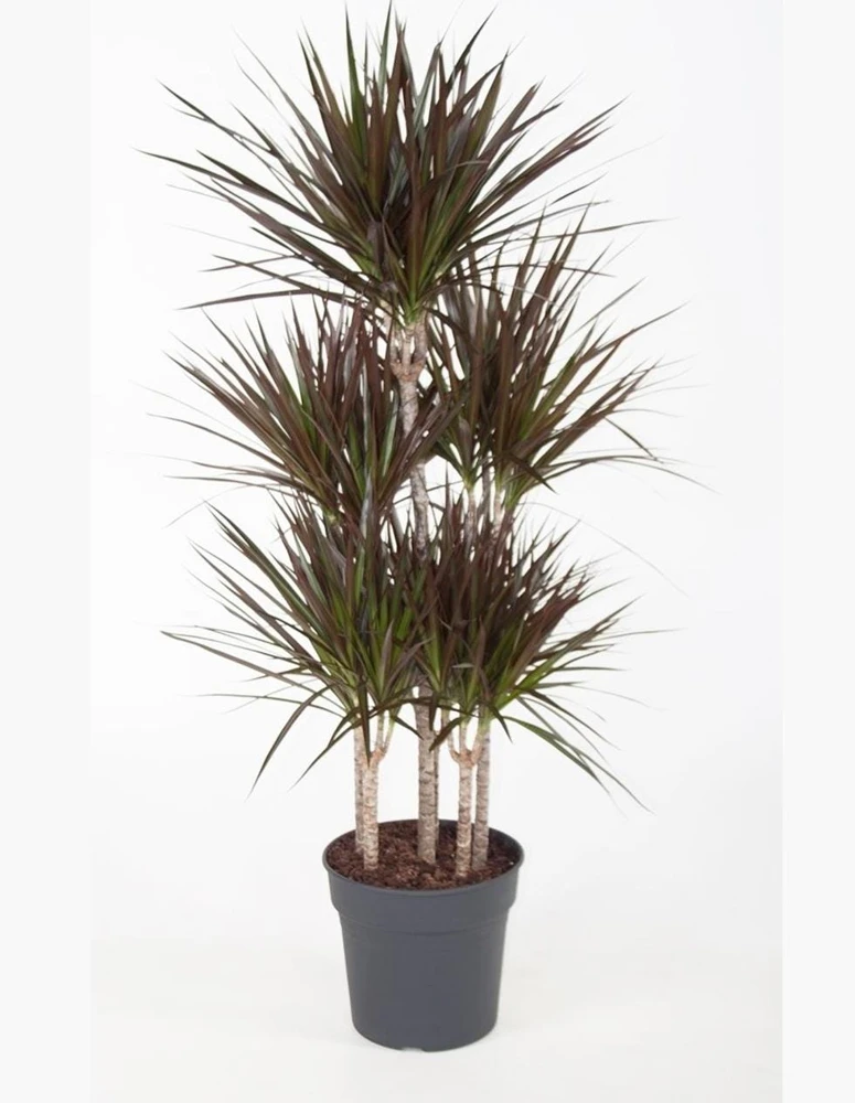 Dracaena Magenta Dragon Tree Live Plant - Indoor Houseplant - 2.5 inch Pot - Image 1