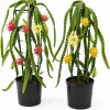 Dragon Fruit Live Plant Starters, Set of 3, 3-6 Inch Tropical Pitaya Cactus - Image 1