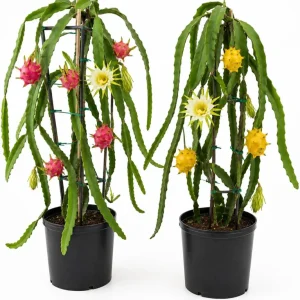 Dragon Fruit Live Plant Starters, Set of 3, 3-6 Inch Tropical Pitaya Cactus - Image 1