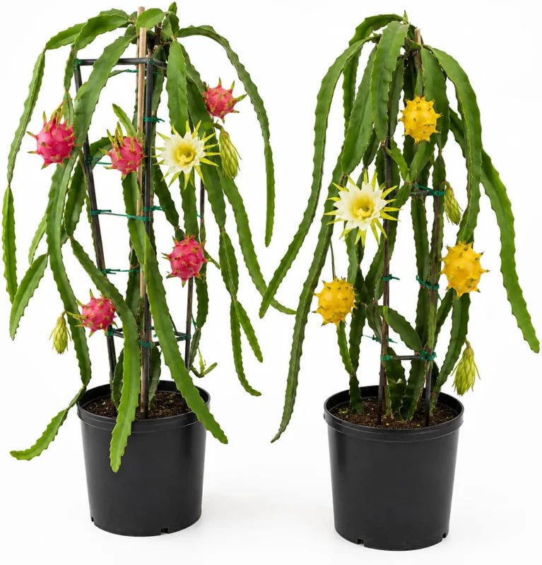 Dragon Fruit Live Plant Starters, Set of 3, 3-6 Inch Tropical Pitaya Cactus - Image 1