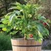 Dwarf Bush Okra Live Plant – Baby Bubba Green – 6-10" Seedling – Outdoor Garden & Containers - Image 1