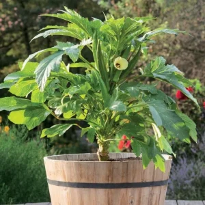 Dwarf Bush Okra Live Plant – Baby Bubba Green – 6-10" Seedling – Outdoor Garden & Containers - Image 1