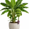 Dwarf Cavendish Banana Live Plant - 4-7 Inch Tropical Starter for Indoor/Outdoor - Image 1