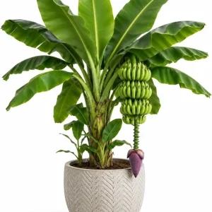 Dwarf Cavendish Banana Live Plant - 4-7 Inch Tropical Starter for Indoor/Outdoor - Image 1