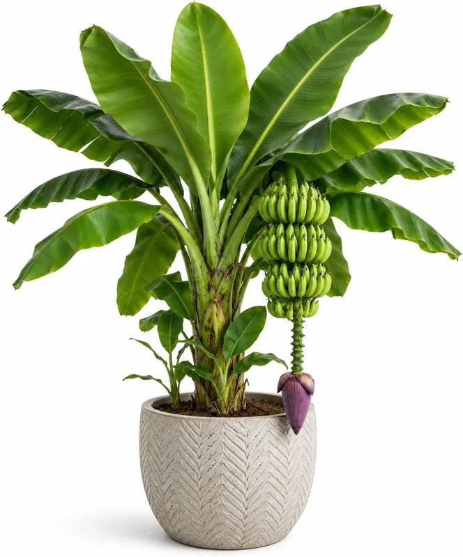 Dwarf Cavendish Banana Live Plant - 4-7 Inch Tropical Starter for Indoor/Outdoor - Image 1