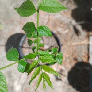 Eastern Black Walnut Tree Live Plant – 1 Gallon Pot – Outdoor – 24" Tall - Image 2