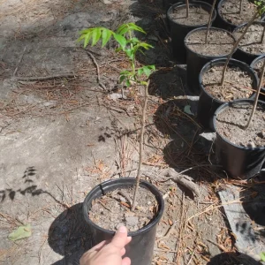 Eastern Black Walnut Tree Live Plant – 1 Gallon Pot – Outdoor – 24" Tall - Image 3