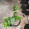 Eastern Black Walnut Tree Live Plant – 1 Gallon Pot – Outdoor – 24" Tall - Image 1