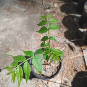 Eastern Black Walnut Tree Live Plant – 1 Gallon Pot – Outdoor – 24" Tall - Image 1