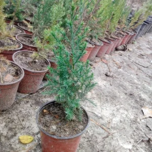 Eastern Red Cedar Live Tree, 1 Quart Pot - Juniperus Virginiana - Outdoor, Green - Image 2