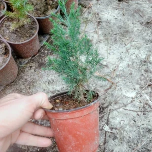 Eastern Red Cedar Live Tree, 1 Quart Pot - Juniperus Virginiana - Outdoor, Green - Image 3