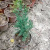 Eastern Red Cedar Live Tree, 1 Quart Pot - Juniperus Virginiana - Outdoor, Green - Image 1