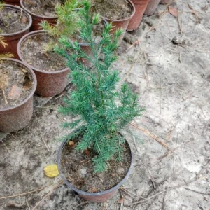 Eastern Red Cedar Live Tree, 1 Quart Pot - Juniperus Virginiana - Outdoor, Green - Image 1
