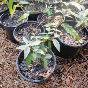 Ebbings Silverberry Shrub Live Plant – 1 Gallon Pot – Outdoor – Fast Growing - Image 2