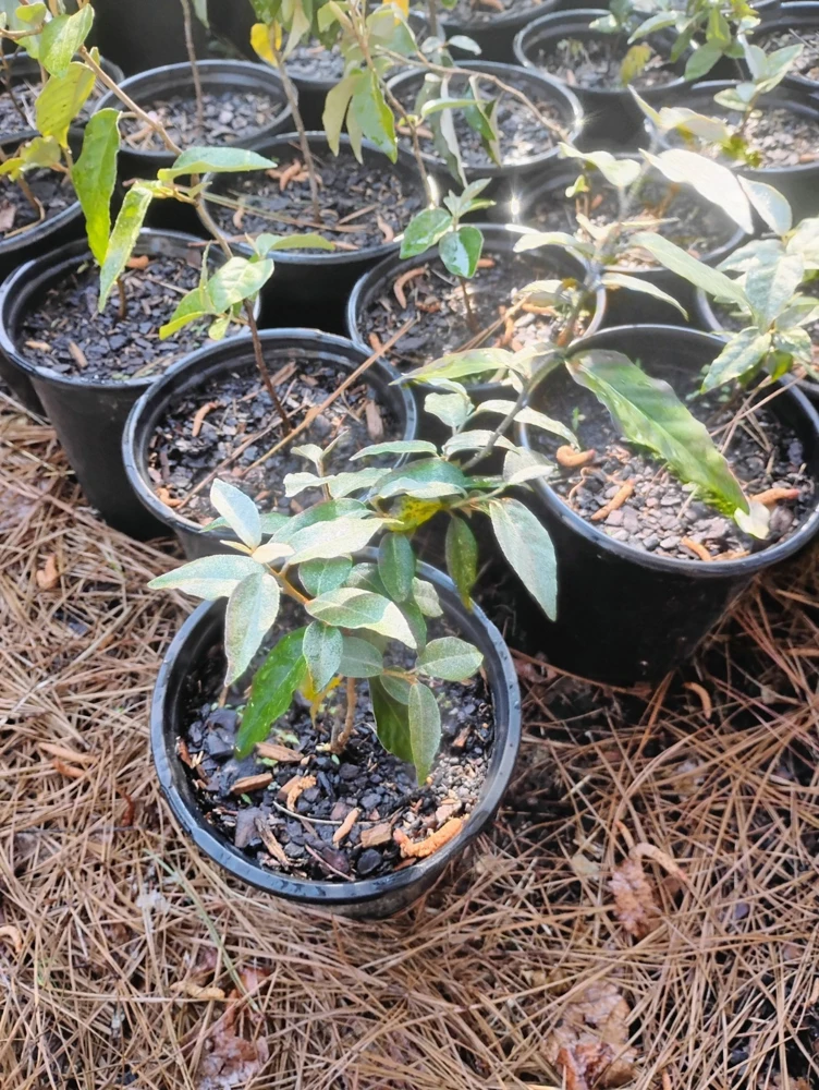 Ebbings Silverberry Shrub Live Plant – 1 Gallon Pot – Outdoor – Fast Growing - Image 2