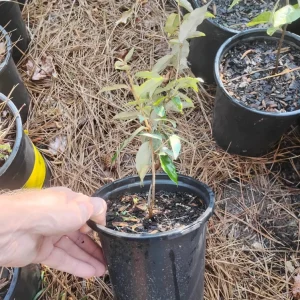 Ebbings Silverberry Shrub Live Plant – 1 Gallon Pot – Outdoor – Fast Growing - Image 3