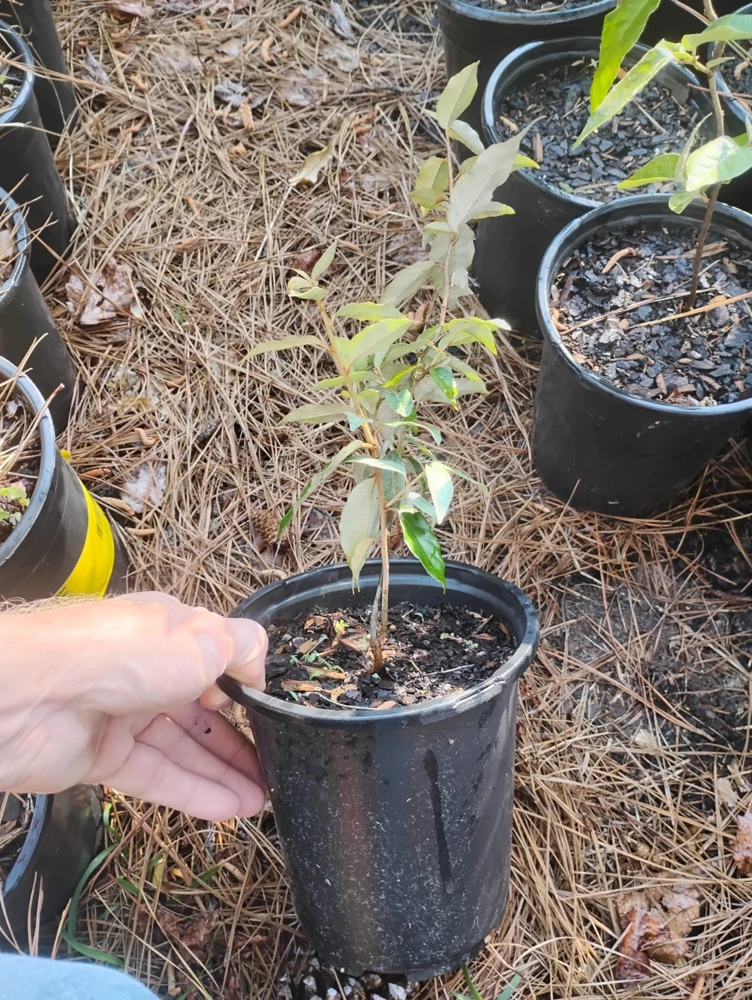 Ebbings Silverberry Shrub Live Plant – 1 Gallon Pot – Outdoor – Fast Growing - Image 3