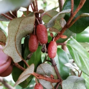 Ebbings Silverberry Shrub Live Plant – 1 Gallon Pot – Outdoor – Fast Growing - Image 4
