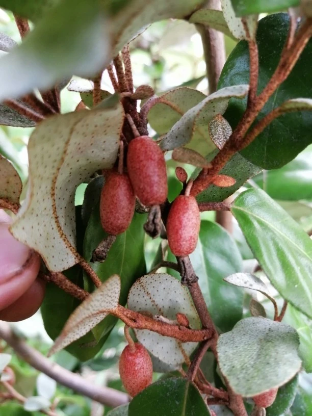 Ebbings Silverberry Shrub Live Plant – 1 Gallon Pot – Outdoor – Fast Growing - Image 4