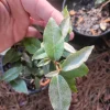 Ebbings Silverberry Shrub Live Plant – 1 Gallon Pot – Outdoor – Fast Growing - Image 1