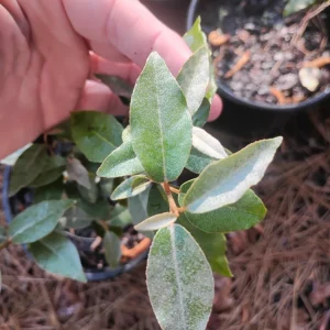 Ebbings Silverberry Shrub Live Plant – 1 Gallon Pot – Outdoor – Fast Growing - Image 1